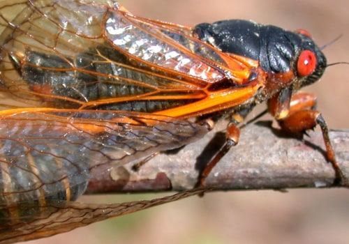 Will cicadas be in indiana?